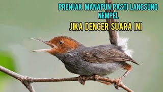 Suara pikat prenjak dijamin langsung lengket