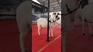 Domba Lokal Betina Super Kontes Domba Mds Temanggung kontesdombaseni shorts dombakontes