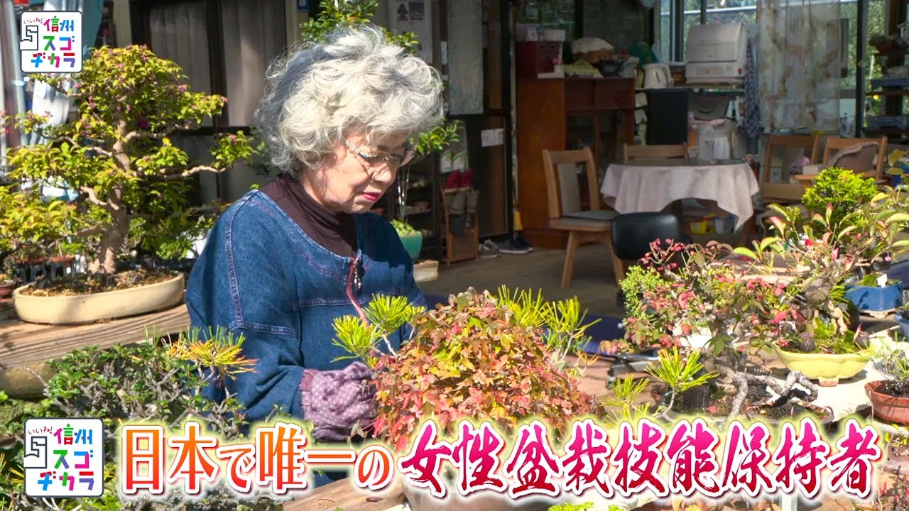 いいね！信州スゴヂカラ（日本で唯一の女性盆栽技能保持者 / 2020年11月7日）
