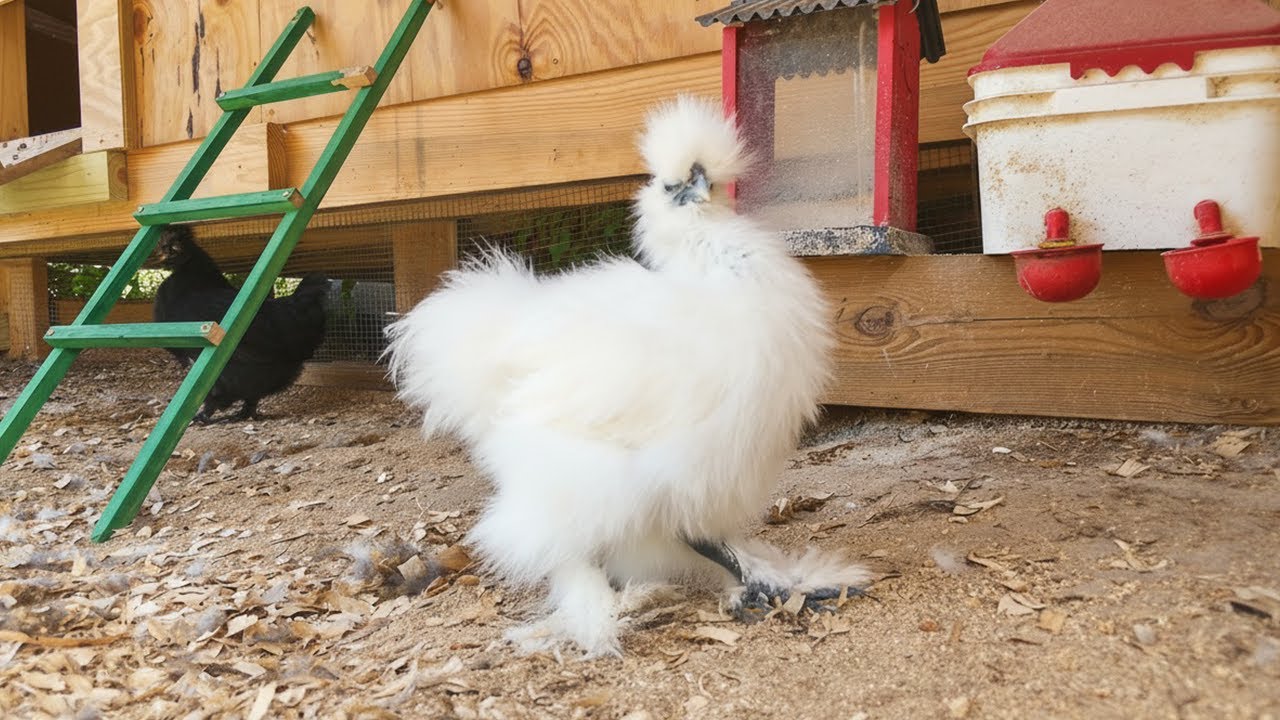 LIVE: Fluffy Silkies Bantams Being Cute! 11 Weeks Old