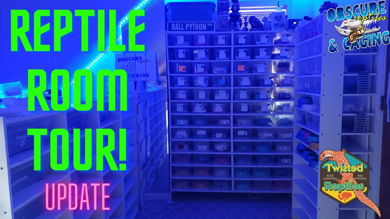 Reptile Room Tour Update! - YouTube