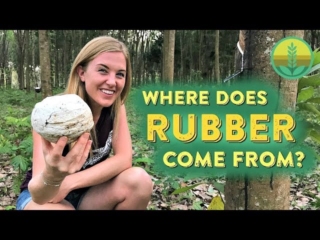 How is Natural Rubber Made?