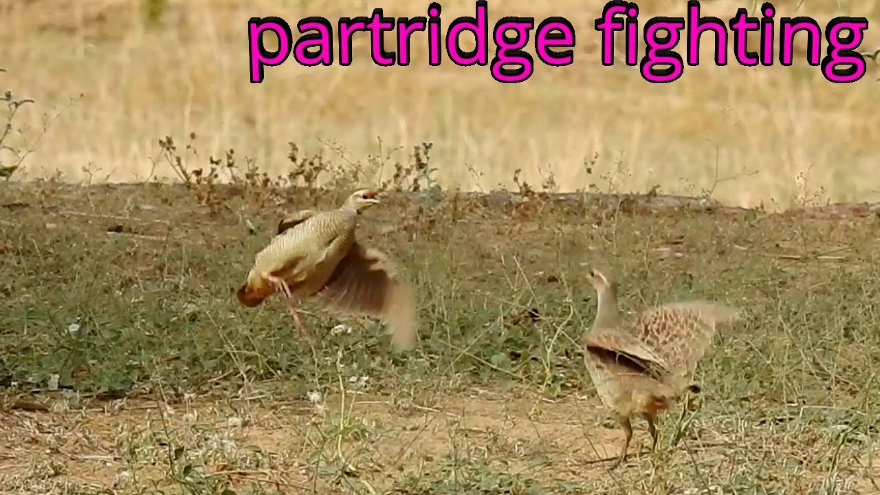 the super partridge fight तीतरों की लड़ाई देखें - YouTube