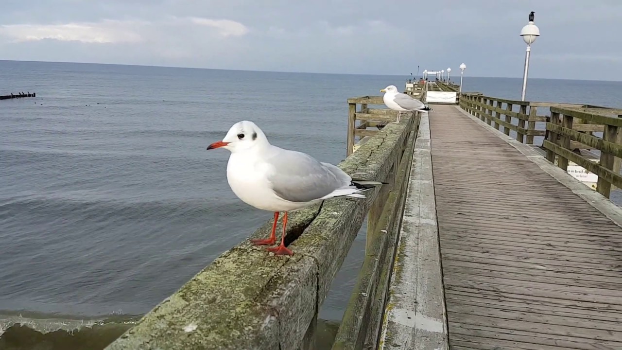 Möwen Brücke Seebrücke Koserow Insel Usedom Ostsee Meer