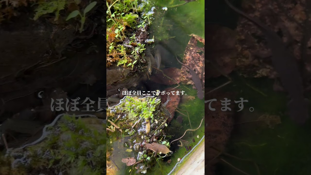 エビを100匹入れてから13日目。 