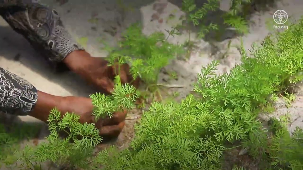 Formation sur les cultures maraichère repicage de la carotte