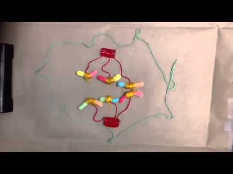 Stop-Motion Cell Division // Biology