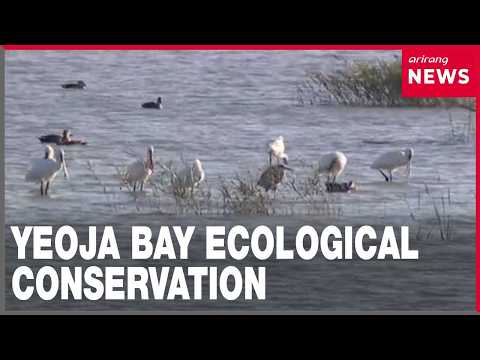 Yeoja Bay: Beyond iconic hooded cranes, where ecological conservation meets economic growth