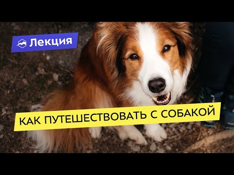 Как путешествовать с собакой