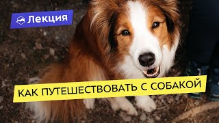 Как путешествовать с собакой