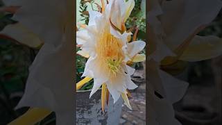 Dragon flower ##gardening #blooming #ytshorts #explorepage #youtubeshorts