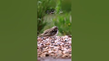 سورة الرحمن تلاوة هادئة بصوت الشيخ حسام الدين عبادي