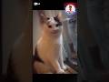 ඒ ටියුන් කරල ගනින් ජාලා  🤭🐈 පුස් ආතල් 😂🤍 #viralvideo #tiktok #1million #trending #sorts