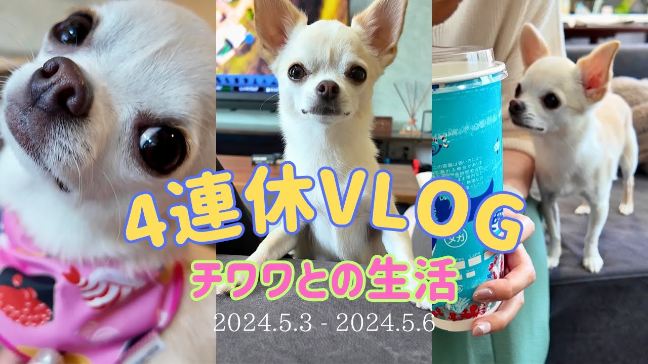 【Vlog】40代夫婦とチワワの4連休！お家紹介のようなvlogです