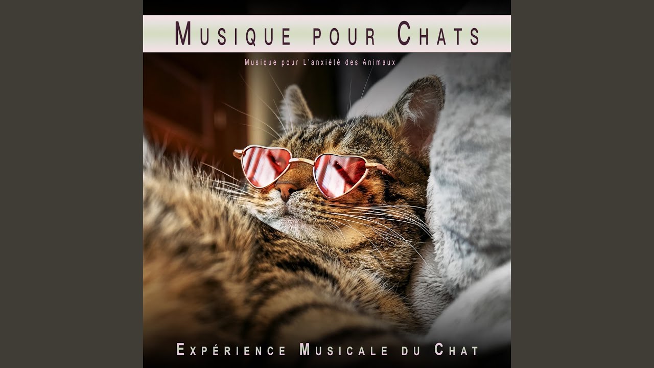 Musique pour Rendre Mon Chat Plus Heureux