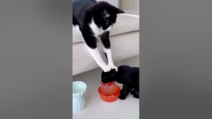 Video 11694431: funny cat compilation, clean funny cat, best cat