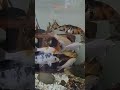 Um minuto de Paz quem está passando pelo Feed #aquario#peixe#aquarismo#shorts# relaxamento#