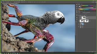 Introduction to Photoshop - 11 - Animal Morph I (Parrot Crab) screenshot 5