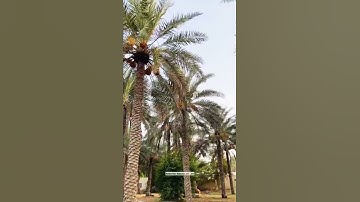 سورة ق ﴿وَنَزَّلنا مِنَ السَّماءِ ماءً مُبارَكًا فَأَنبَتنا بِهِ جَنّاتٍ وَحَبَّ الحَصيدِ﴾ [ق: ٩]