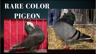 Unbelievable color and type of Pigeons