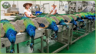 How Millions of Peacocks Are Raised For Profit - Incredible Peacock Farming Technique Thumb