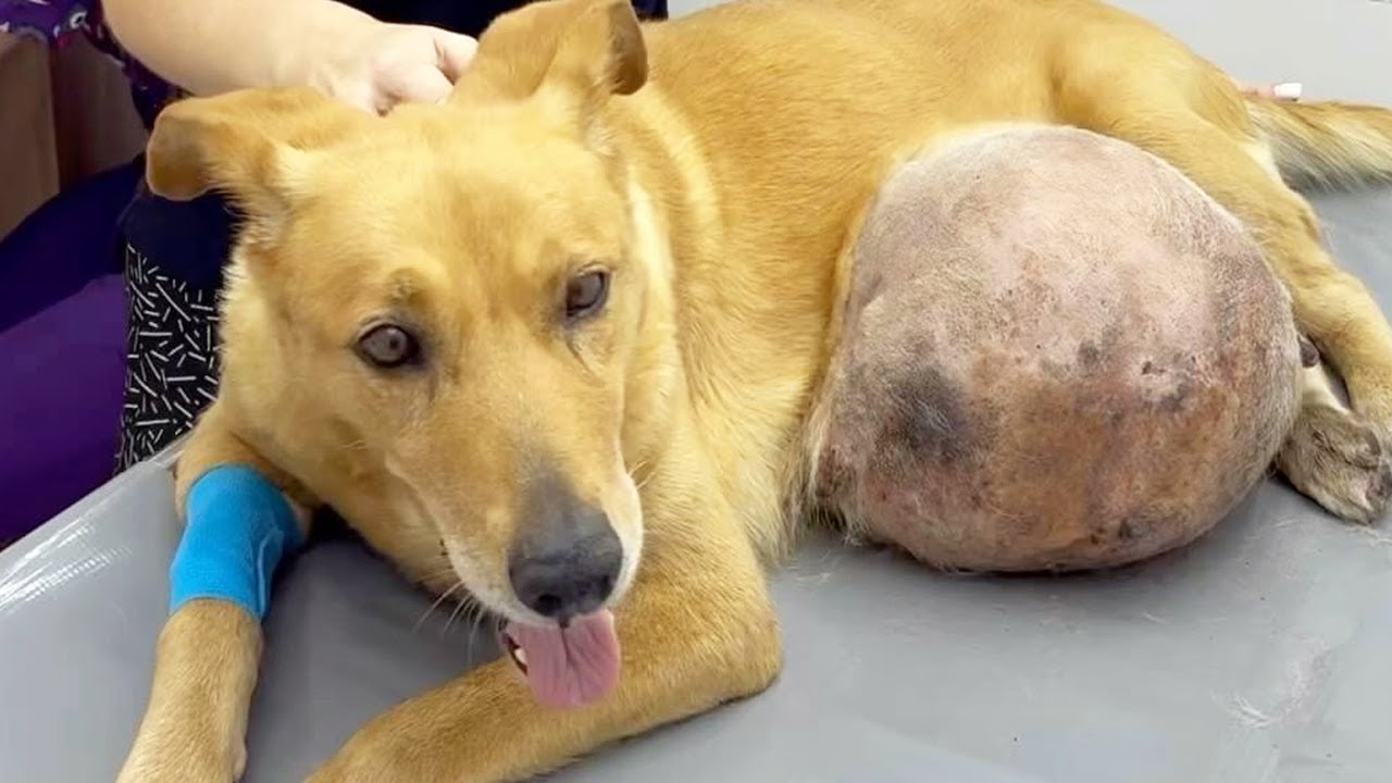 Poor Little Dog Was Found in Complete Distress with a GIGANTIC-Tumor -  YouTube