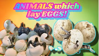 Animals which lay eggs educational learning videos for kids preschooler children.
