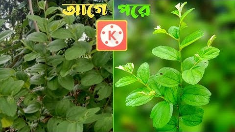 How to bluer video on kingemmaster।Kinemaster editing Tutorial।hologram video।hologram video animals