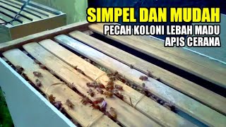 Begini cara pecah koloni lebah madu apis cerana supaya berhasil