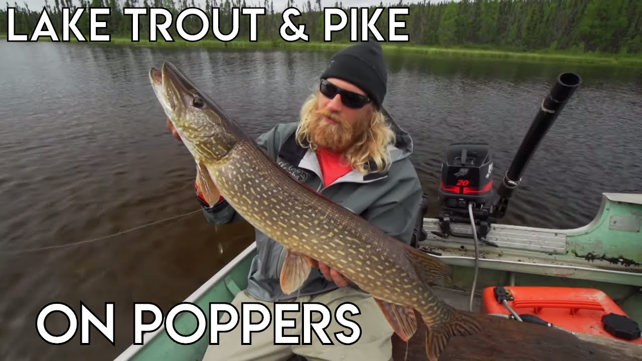 Lake Trout & Pike on Poppers! YouTube