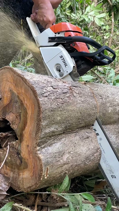 Stihl chainsaw cut tree#ms382