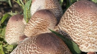 Science 4 Everyone: Why are there so many mushrooms after it rains? | NBC4 Washington