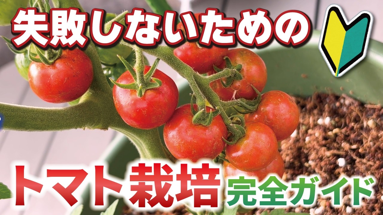 その育て方、実がつきません。家庭菜園で学ぶトマト栽培