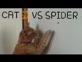 ネコ VS 逃げ回るクモ!CAT vs SPIDER