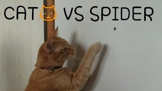 ネコ VS 逃げ回るクモ!CAT vs SPIDER