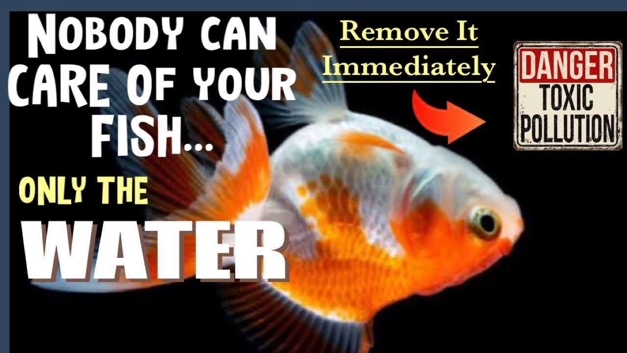How to Maintain Good Aquarium Water Quality YouTube