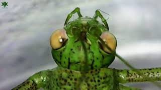 Makro Doğa İnceleme Bölüm 18 Yeşi̇l Çeki̇rge