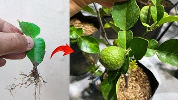 Tehnique skills! Growing a kaffir limes tree from kaffir lime leaves in pot