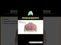 sounds of breathing #knowledge #sound #breathing #medicalstudent #medicaleducation