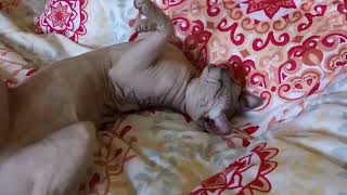 Sweet Sphynx cat waking up! by Sphynx Cats Cozumel 1,667 views 3 months ago 45 seconds