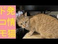 【可愛い】発情期家猫ドコモ、いつも通りに綿棒にて抑えて事なきを得る、甘え方が過剰になるのでわかりやすい