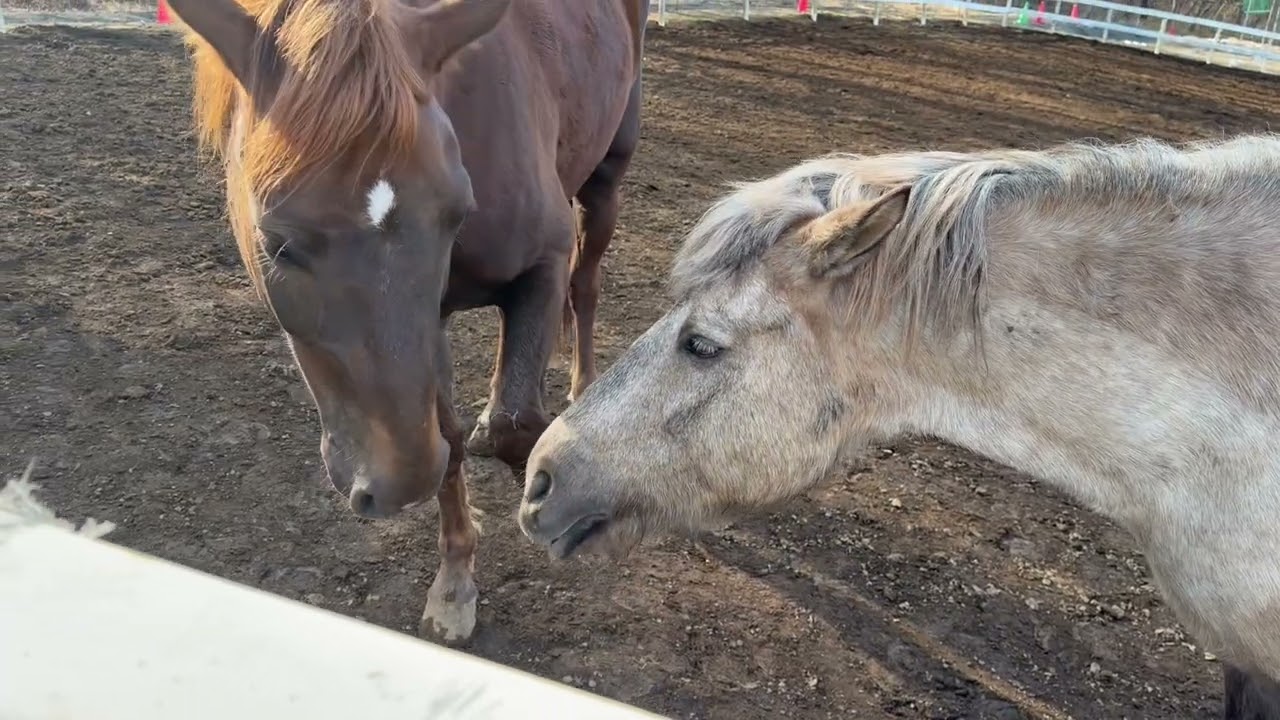 2026.02.28 ☀️朝放牧