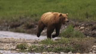 tjener skibsbygning Utallige A Brown Bear (Or Grizzly) Runs Through The River Chasing Down A Salmon;  Speed And Agility Help Th... - YouTube