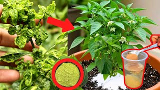 মরিচ গাছের পাতা কোঁকড়ানো দূর করার জৈব ও রাসায়নিক পদ্ধতি | Remove leaf curl | Agro Tips