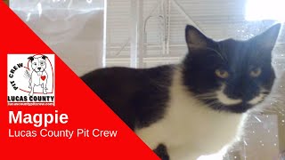 Magpie: Lucas County Pit Crew
