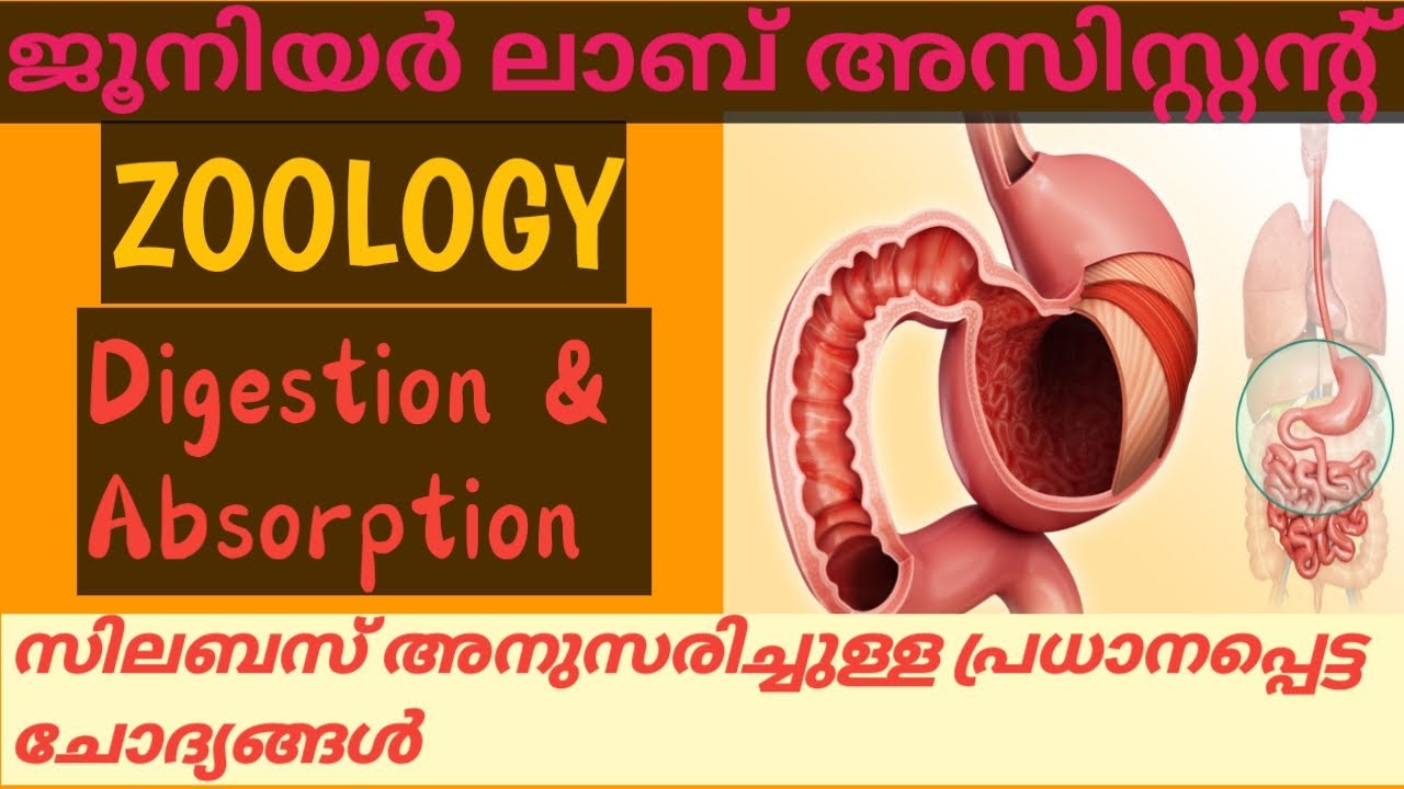JUNIOR LAB ASSISTANT/ZOOLOGY /DIGESTION AND ABSORPTION/MCQ