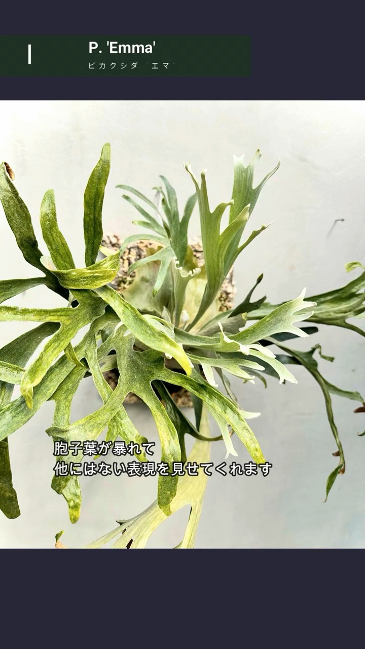 ビカクシダ #エマ #platycerium #emma #vandakaplants 【ビカクシダ