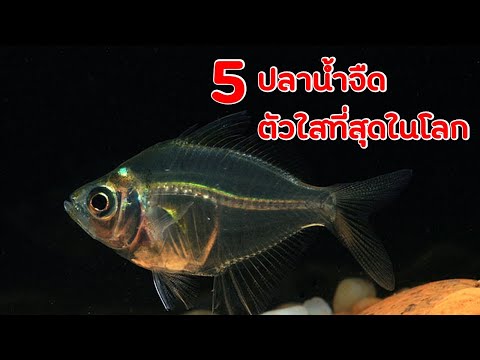 5 อันดับปลาตัวใสที่สุดในโลก