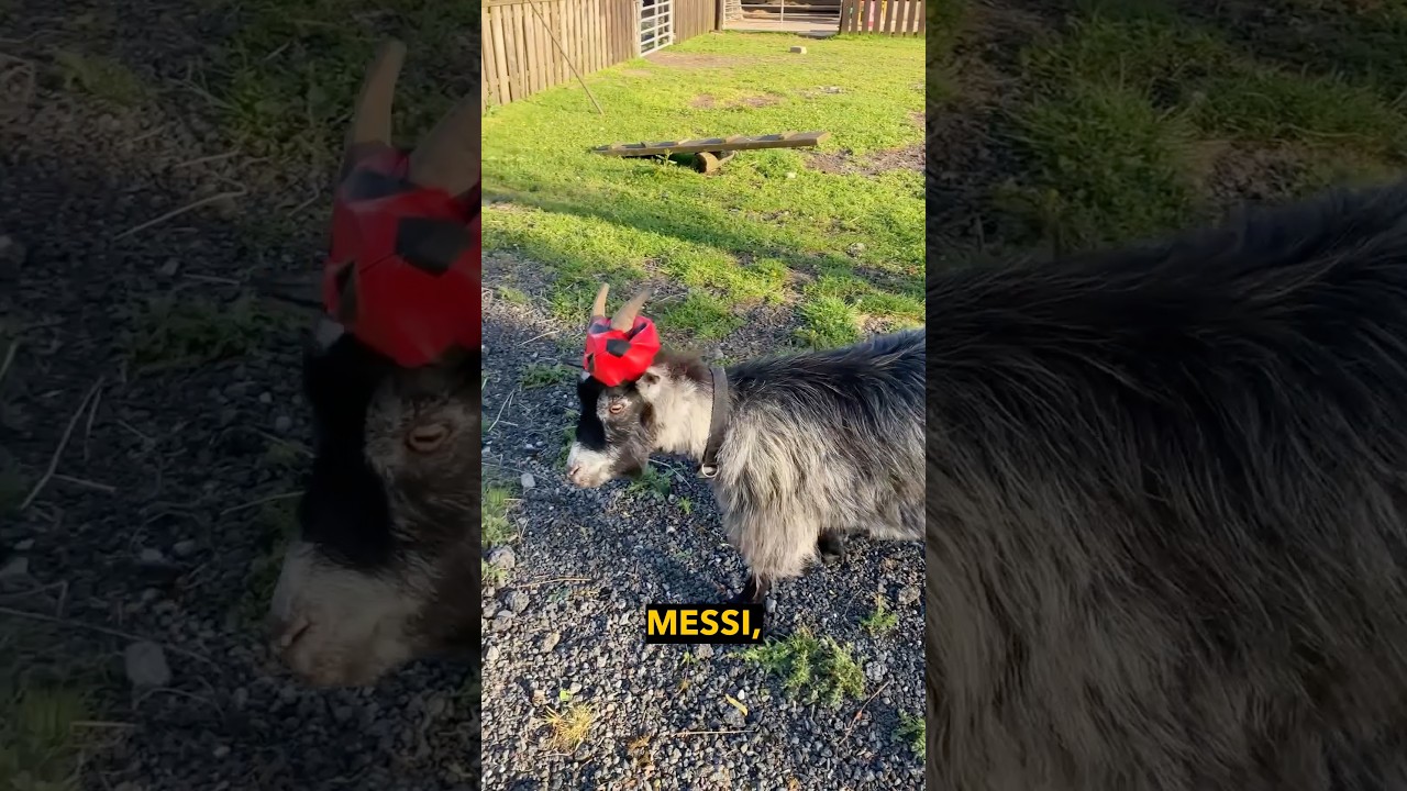 Goat Thinks He’s Messi