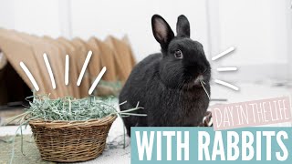 DAY IN THE LIFE with Rabbits